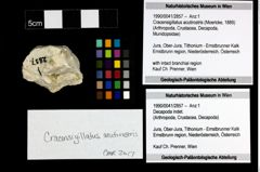 Foto (Objekt + Etiketten) von Cracensigillatus acutirostris (Moericke, 1889) 
